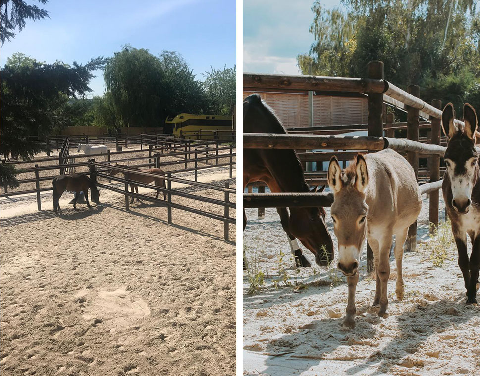 Pension pour chevaux Marcoussis, Pension pour chevaux Essonne, Pension pour chevaux 91